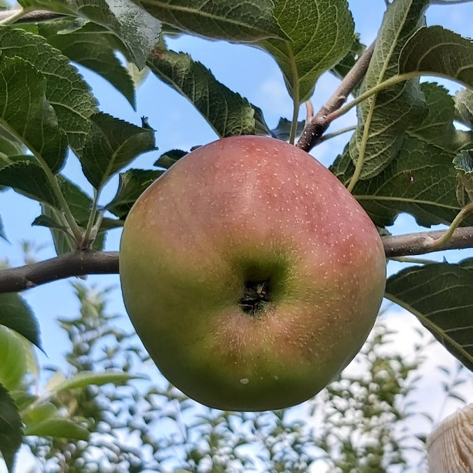 Malus d. 'Royal Gala' (Pleached)