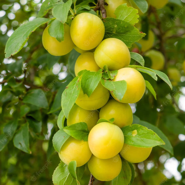 Prunus d. 'Regina Claudia'