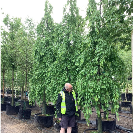Prunus x yedoensis 'Ivensii'