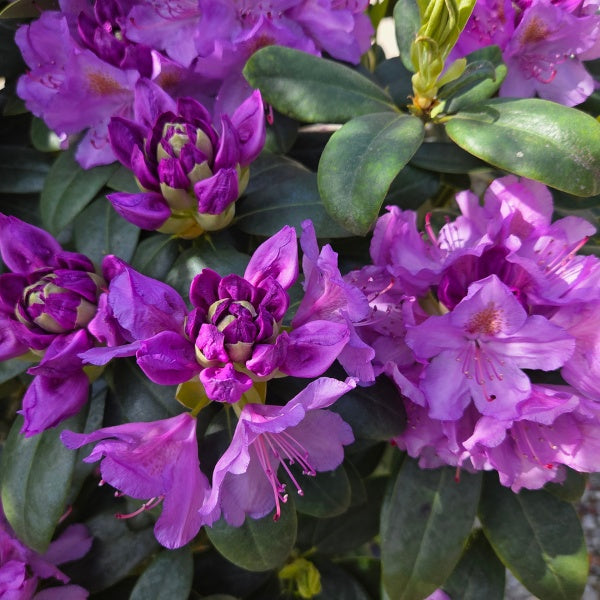Rhododendron 'Catawbiense Grandiflorum'