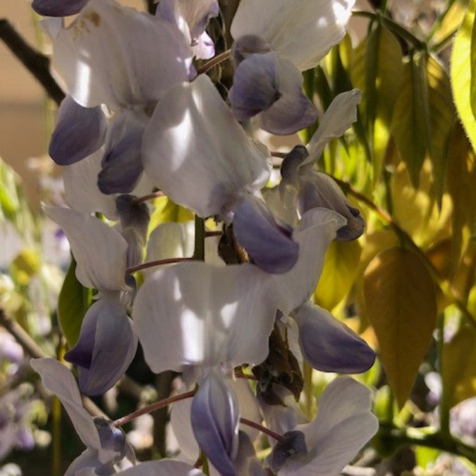 Wisteria 'Jissai'