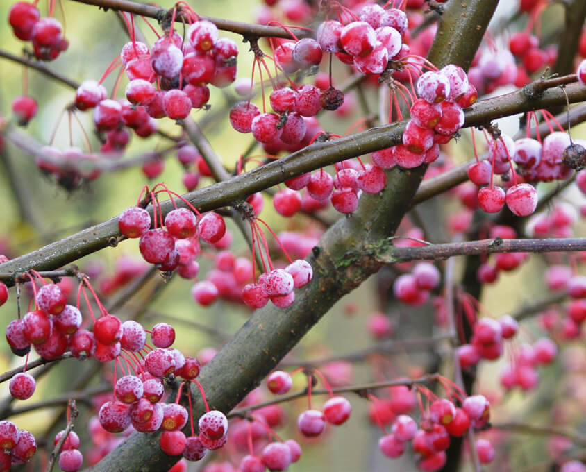 Small Garden Trees – Majestic Trees