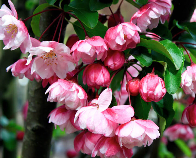 Buy Flowering Trees for Small Gardens | Majestic Trees