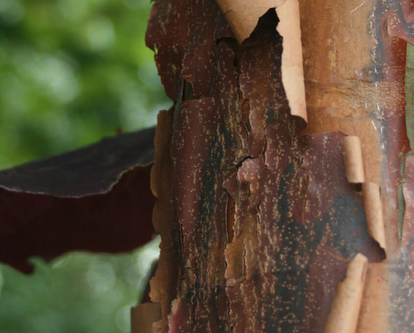 Speciman Tree Buy Specimen Trees | Majestic Trees