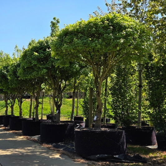 Acer campestre