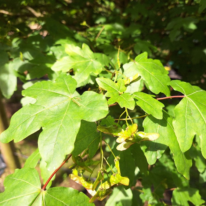 Acer campestre 'Elegant'