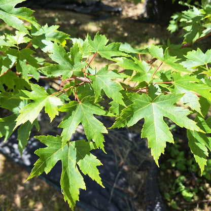 Acer × freemanii 'Autumn Blaze'