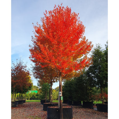 Acer × freemanii 'Autumn Blaze'