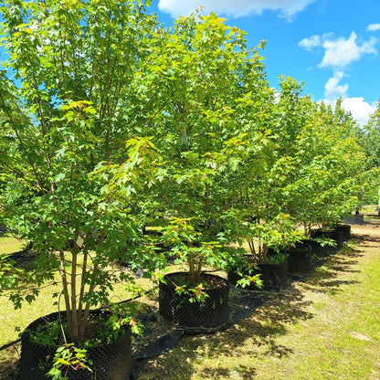 Acer × freemanii 'Autumn Blaze'