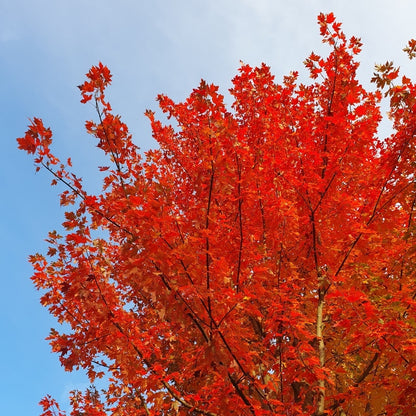 Acer × freemanii 'Autumn Blaze'