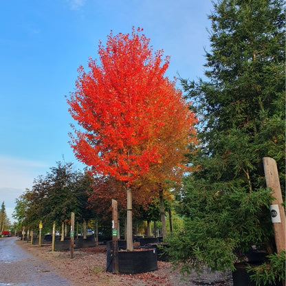 Acer × freemanii 'Autumn Blaze'