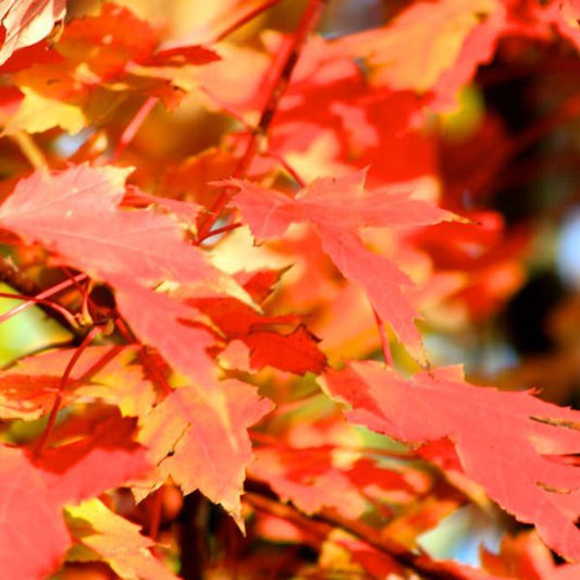 Acer × freemanii 'Autumn Blaze'