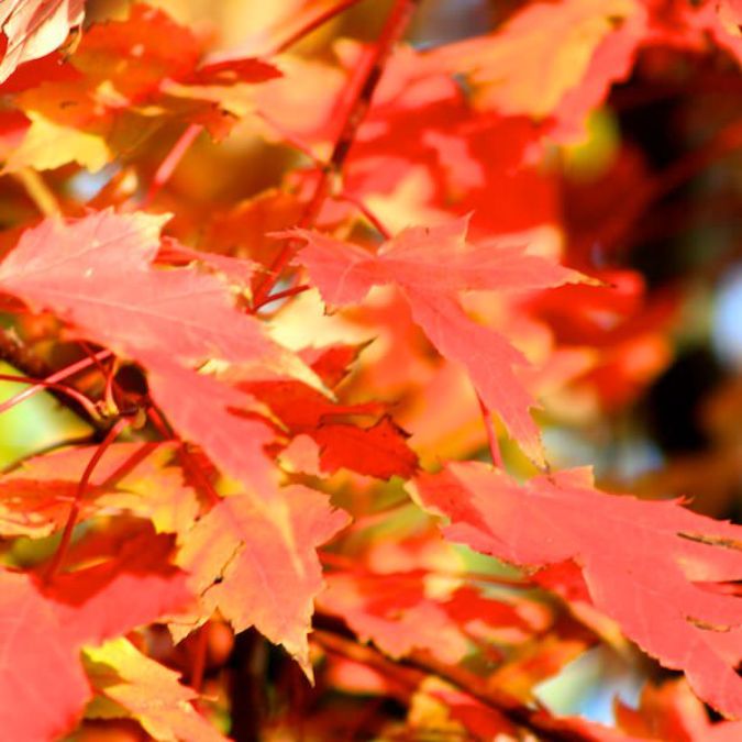 Acer × freemanii 'Autumn Blaze'