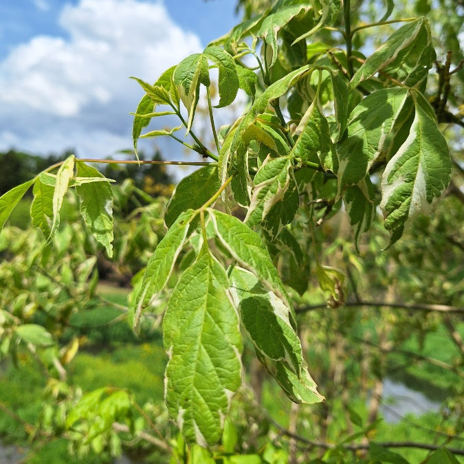 Acer negundo 'Variegatum'