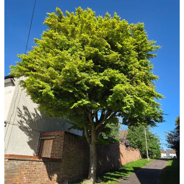 Acer palmatum
