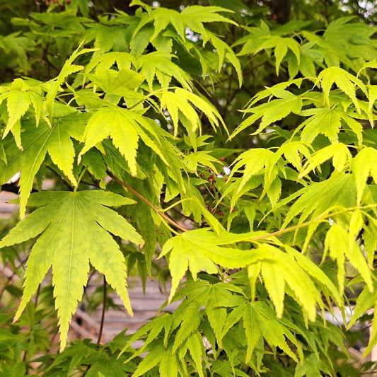 Acer palmatum