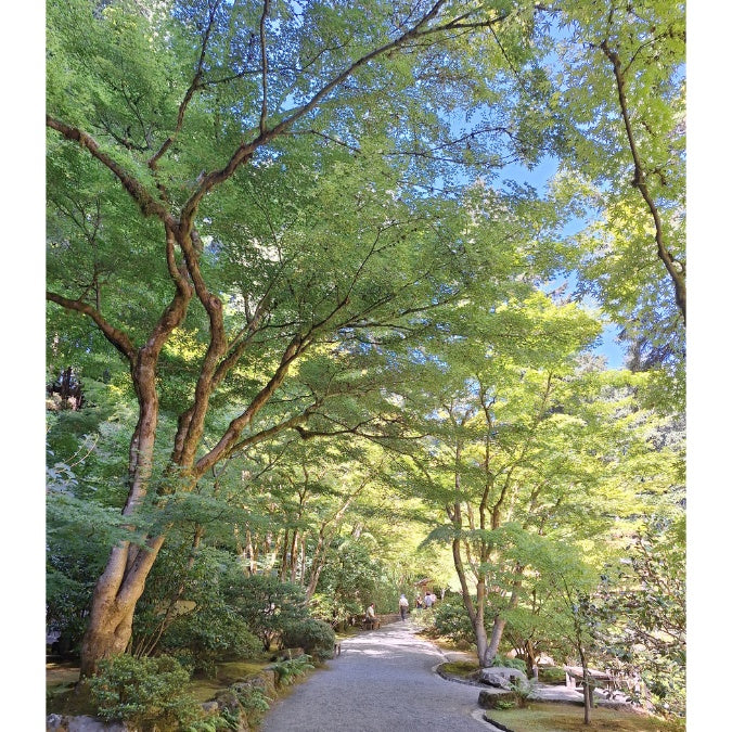 Acer palmatum
