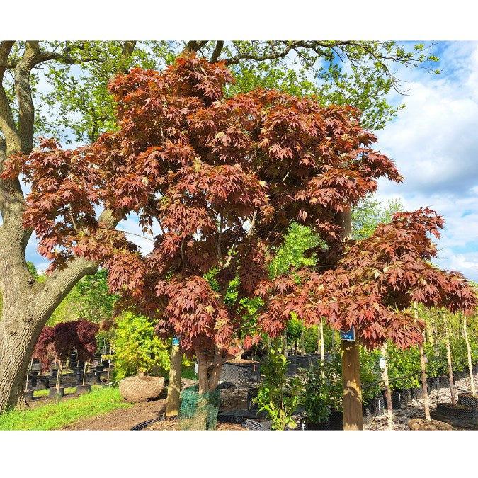 Acer palmatum  'Atropurpureum'