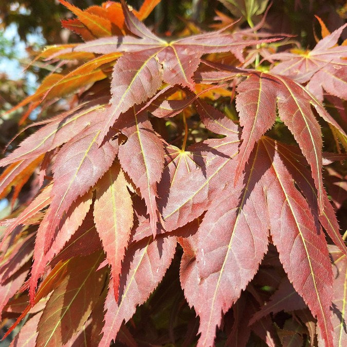 Acer palmatum  'Atropurpureum'