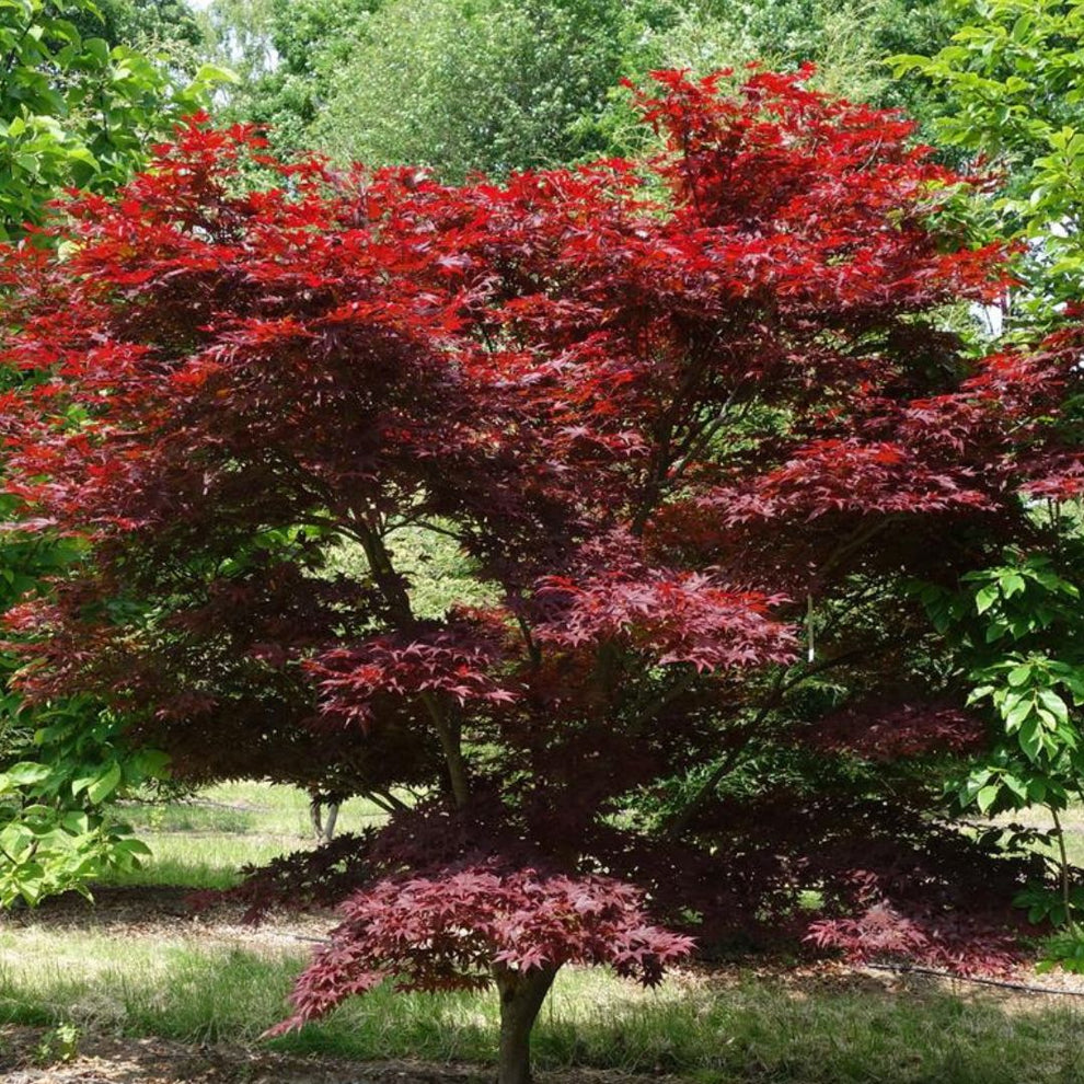 Acer palmatum 'Atropurpureum' – Majestic Trees