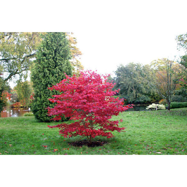 Acer palmatum 'Bloodgood'