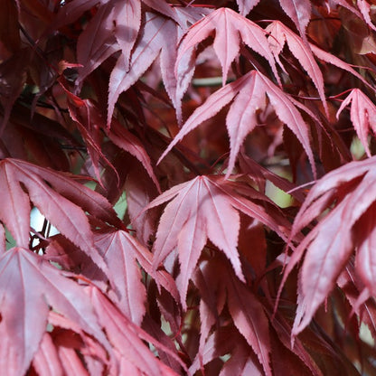 Acer palmatum 'Bloodgood'