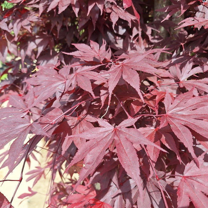 Acer palmatum 'Fireglow'