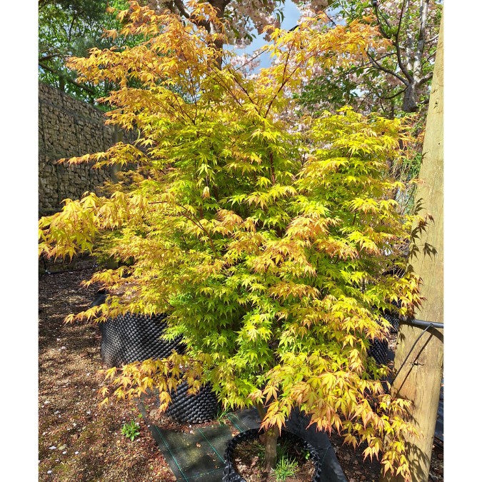 Acer palmatum 'Katsura'