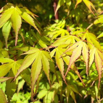 Acer palmatum 'Katsura'