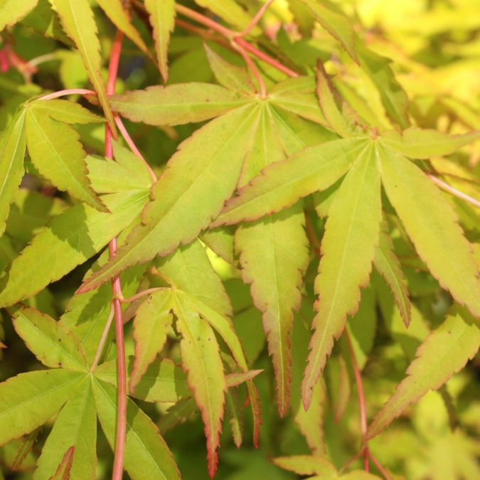 Acer palmatum 'Katsura' – Majestic Trees