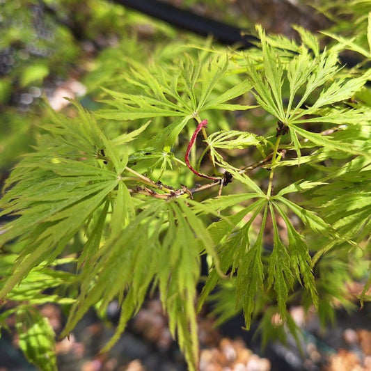 Acer palmatum 'Dissectum' (D)