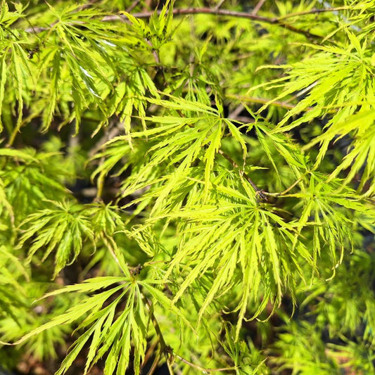 Acer palmatum 'Dissectum' (D)