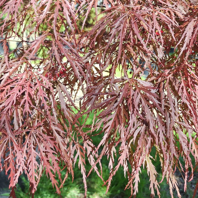 Acer palmatum 'Garnet' (D)