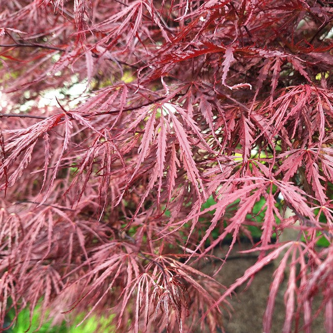 Acer palmatum 'Inaba-shidare' (D)