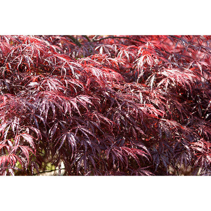 Acer palmatum 'Inaba-shidare' (D)