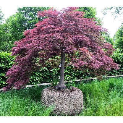 Acer palmatum 'Inaba-shidare' (D)