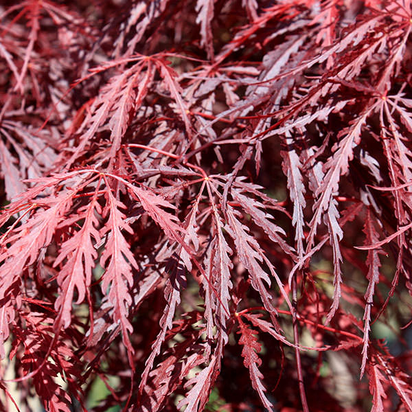 Acer palmatum 'Inaba-shidare' (D)