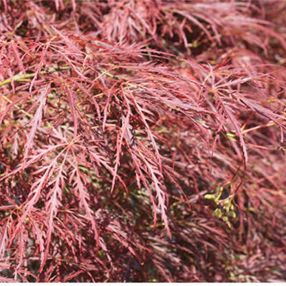 Acer palmatum 'Ornatum' (D)