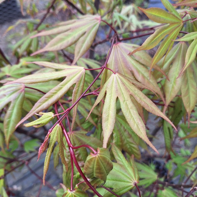 Acer palmatum 'Osakazuki' – Majestic Trees