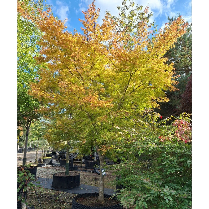 Sango Tree Acer palmatum 'Sango kaku' – Majestic Trees