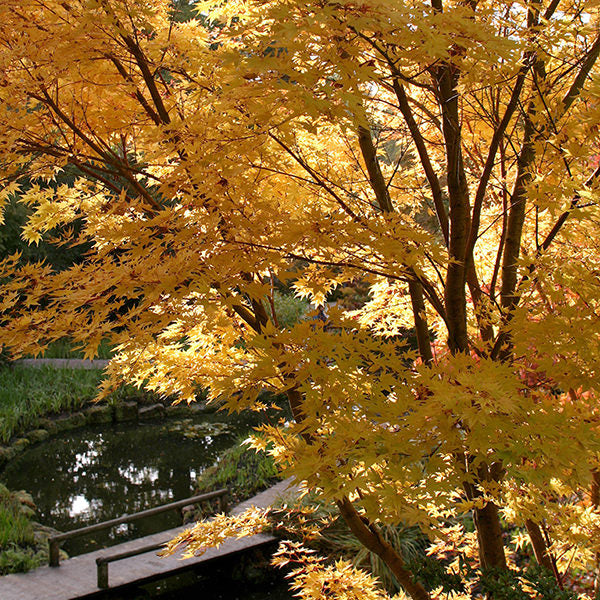 Sango Tree Acer palmatum 'Sango kaku' – Majestic Trees