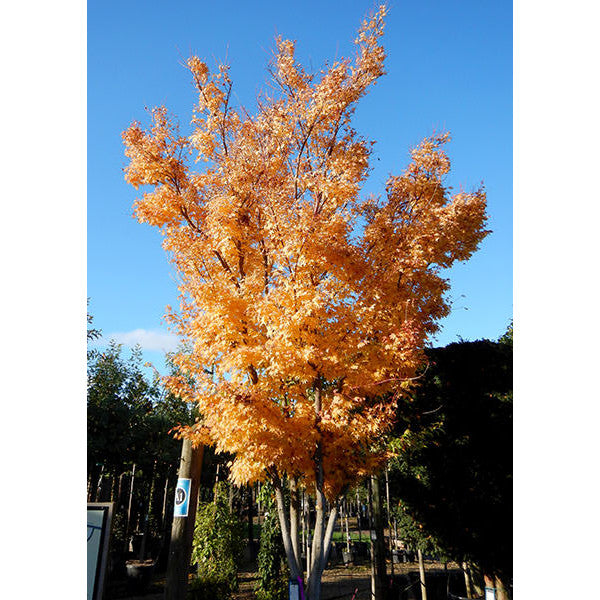 Sango Tree Acer palmatum 'Sango kaku' – Majestic Trees