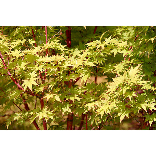 Acer palmatum 'Sango kaku' – Majestic Trees
