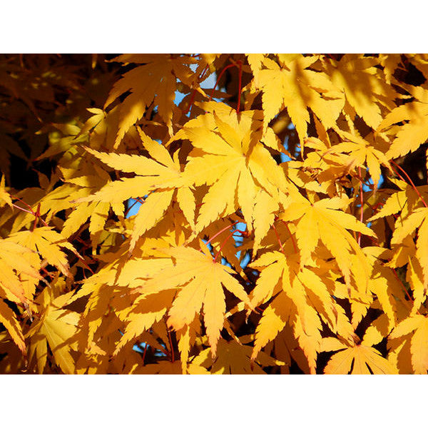 Sango Tree Acer palmatum 'Sango kaku' – Majestic Trees
