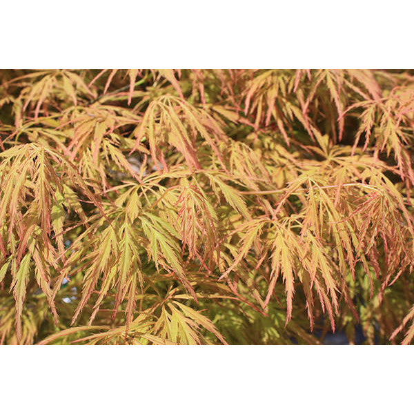 Acer palmatum 'Viridis' (D)