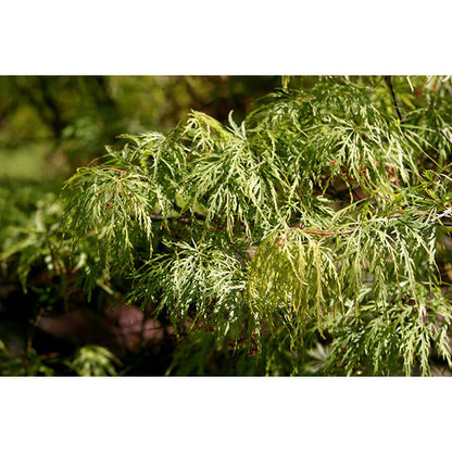 Acer palmatum 'Viridis' (D)