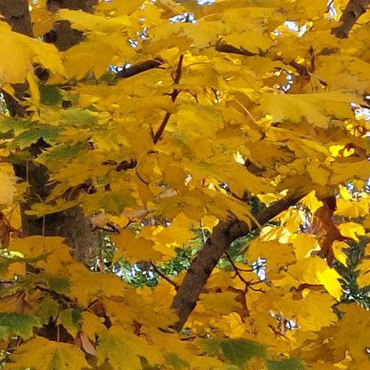 Acer platanoides 'Columnare'