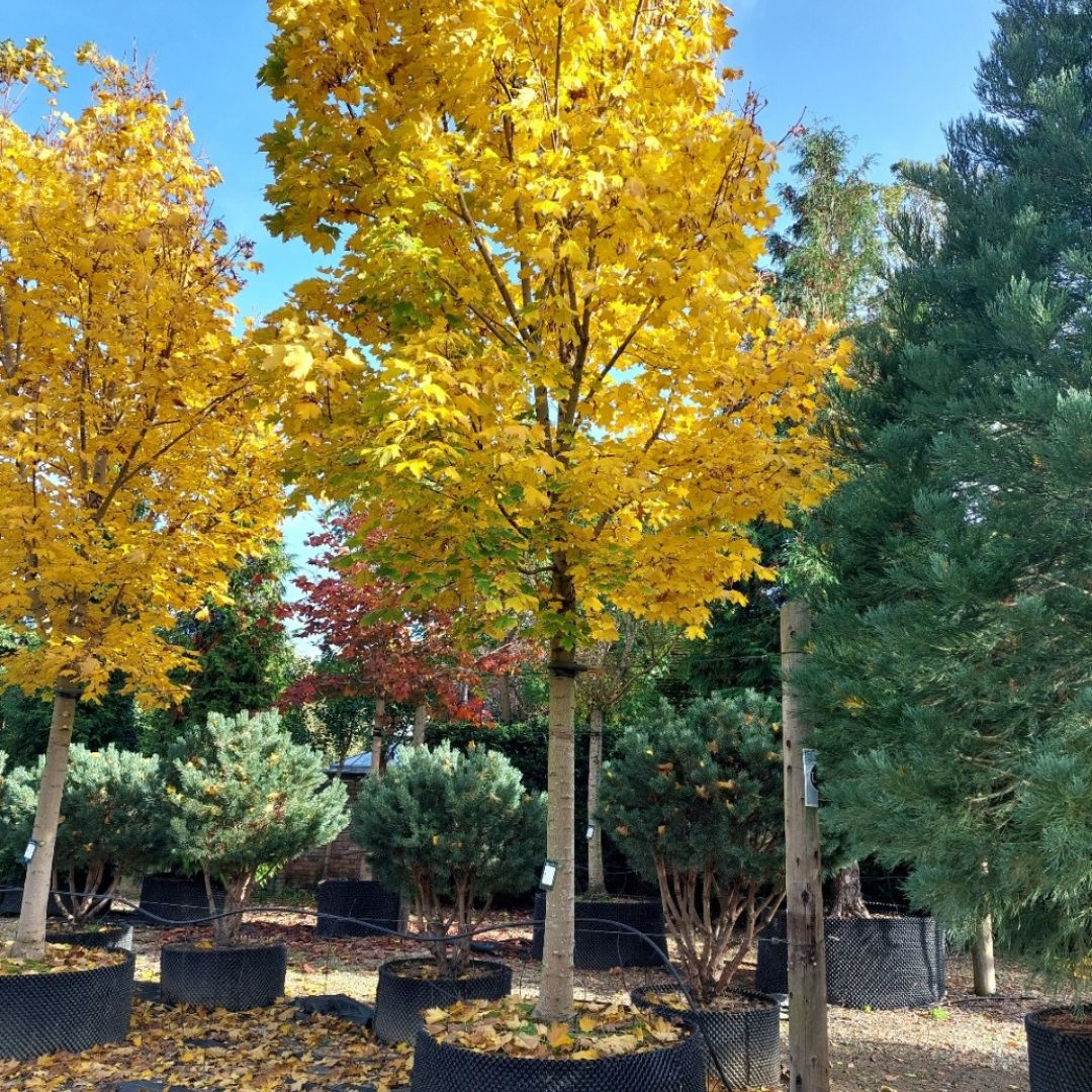 Acer platanoides 'Columnare'