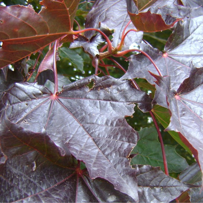 Acer platanoides 'Crimson King'