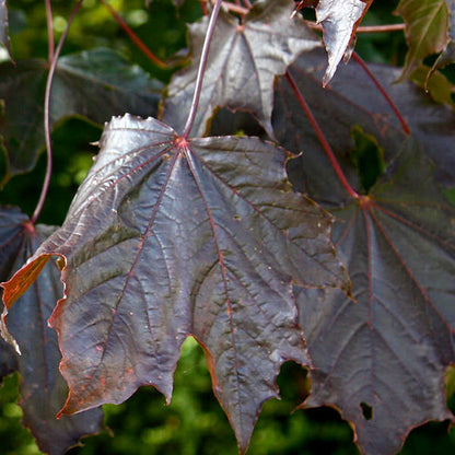 Acer platanoides 'Crimson King'